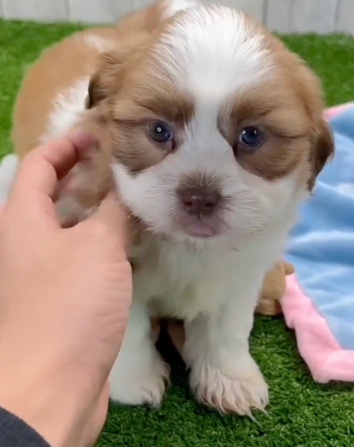 small havashu puppy being petted by a person